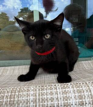 Domino -  Domestic Short Hair Cat for Adoption in Kingsland, Georgia - Domino | PetCurious