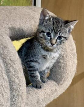 Domestic Short Hair Cats Available for Adoption in Westfield, New Jersey - Jack | PetCurious