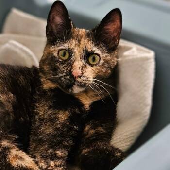 Domestic Short Hair Cats Available for Adoption - Gretel | PetCurious