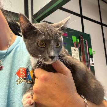 T-Boz -  Domestic Short Hair Cat for Adoption in Lake Jackson, Texas - T-Boz | PetCurious