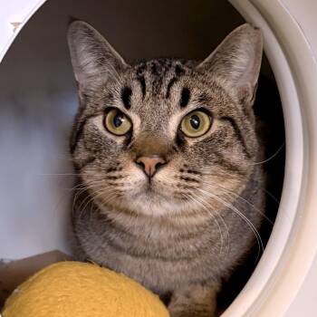 Leonard -  Domestic Short Hair Cat for Adoption in South Burlington, Vermont - Leonard | PetCurious
