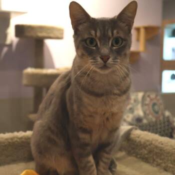 Gidget -  Domestic Short Hair Cat for Adoption in Saint Charles, Missouri - Gidget | PetCurious