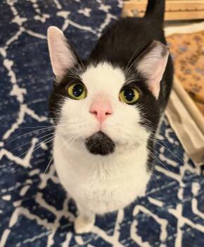 Domestic Short Hair Cats Available for Adoption in Rootstown, Ohio - Bridget | PetCurious