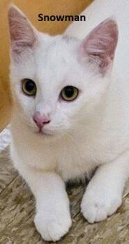 Snowman -  Domestic Short Hair Cat for Adoption in Herndon, Virginia - Snowman | PetCurious