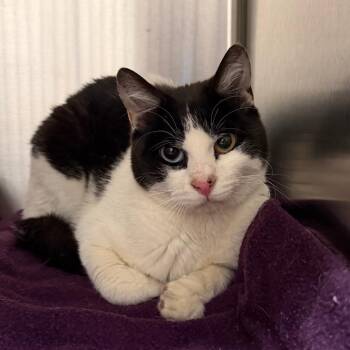 Berry B. Benson -  Domestic Short Hair Cat for Adoption in Cody, Wyoming - Berry B. Benson | PetCurious