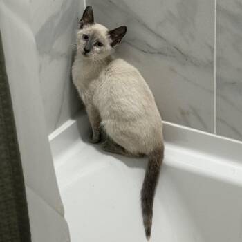 Sybil -  Siamese Cat for Adoption in Richmond, Virginia - Sybil | PetCurious