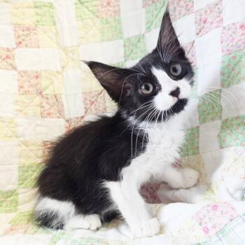 Mochi -  Domestic Short Hair Cat for Adoption in Mt. Juliet, Tennessee - Mochi | PetCurious