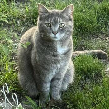 Domestic Short Hair Cats Available for Adoption - Mami Mami | PetCurious