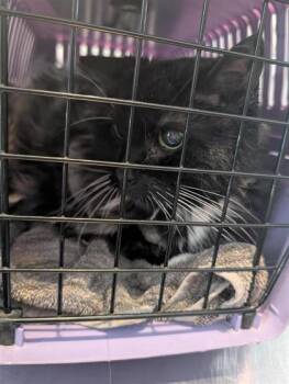 Domestic Medium Hair and Domestic Short Hair Cats Available for Adoption in Montreal, Quebec - Diva | PetCurious