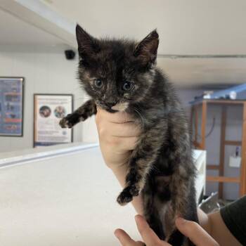 Birdie -  Domestic Short Hair Cat Available for Adoption in Madison, Wisconsin - Birdie | PetCurious