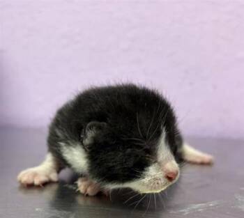 61776537 -  Domestic Short Hair Cat for Adoption in El Paso, Texas - 61776537 | PetCurious