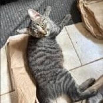 Chardonnay (bonded with Malbec) -  Domestic Short Hair Cat for Adoption in Pickering, Ontario - Chardonnay (bonded With Malbec) | PetCurious