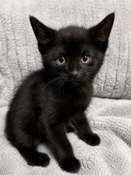 Beau -  Domestic Short Hair Cat Available for Adoption in Skyline, Minnesota - Beau | PetCurious