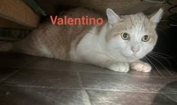 Valentino -  Domestic Short Hair Cat for Adoption in Breinigsville, Pennsylvania - Valentino | PetCurious