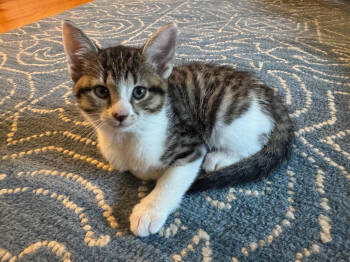Rescue Domestic Short Hair Cats for Adoption in West Mifflin, Pennsylvania - Rumi | PetCurious