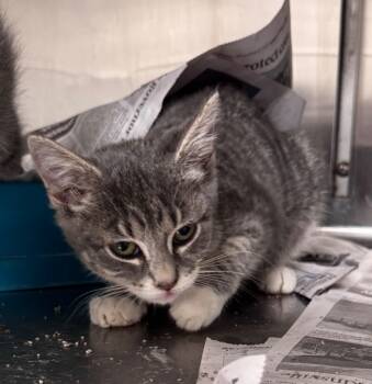 Rescue Domestic Short Hair Cats for Adoption in Hopkinsville, Kentucky - Cranberry Sauce | PetCurious