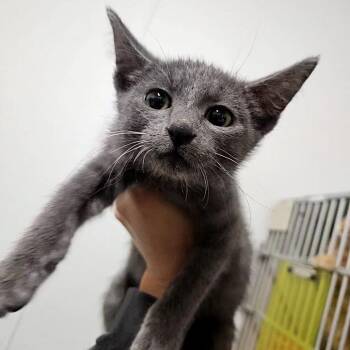 Tipsy -  Domestic Short Hair Cat for Adoption in Lakewood, Colorado - Tipsy | PetCurious