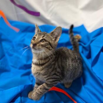 Sebastian -  Domestic Medium Hair Cat for Adoption in Parrish, Alabama - Sebastian | PetCurious