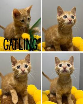 Gatling -  Domestic Short Hair Cat for Adoption in Pierceton, Indiana - Gatling | PetCurious