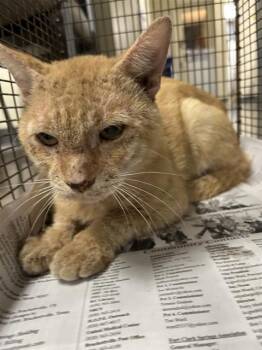 FELIX -  Domestic Medium Hair Cat for Adoption in San Antonio, Texas - FELIX | PetCurious