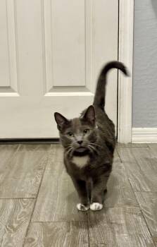 Domestic Short Hair Cats Available for Adoption in Chandler, Arizona - Luna Wings | PetCurious