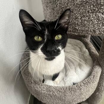 Tuxedo Cats Available for Adoption - Samuri | PetCurious