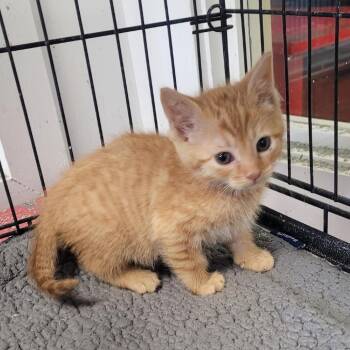 Domestic Short Hair Cats Available for Adoption in Clarksdale, Mississippi - Stephen | PetCurious