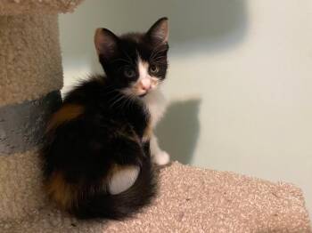 IZZY -  Calico and Domestic Short Hair Cat for Adoption in Niagara-on-the-lake, Ontario - IZZY | PetCurious