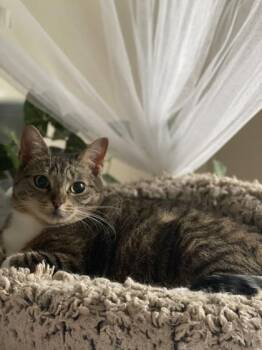 Sushi -  Domestic Short Hair Cat for Adoption in Bridgewater, New Jersey - Sushi | PetCurious