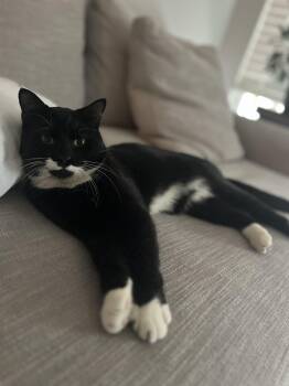 Domestic Short Hair Cats Available for Adoption - Oreo | PetCurious