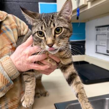 Domestic Short Hair Cats Available for Adoption - Spike | PetCurious