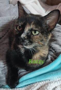 Katzy -  Domestic Short Hair Cat for Adoption in New Cumberland, West Virginia - Katzy | PetCurious