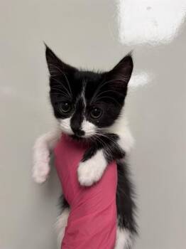 CHER -  Domestic Short Hair Cat for Adoption in Ontario, California - CHER | PetCurious