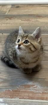 Luna -  Domestic Medium Hair Cat for Adoption in Crystal Lake, Illinois - Luna | PetCurious