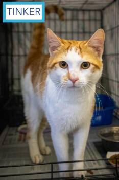 Tinker (FCID# 05/15/26-23 Brandywine PS -  Tabby Cat for Adoption in Greenville, Delaware - Tinker (FCID# 05/15/26-23 Brandywine PS | PetCurious