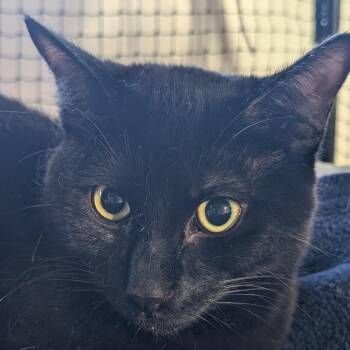 Domestic Short Hair Cats Available for Adoption in Long Beach, California - Ol