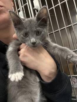 Domestic Short Hair Cats Available for Adoption in West Chester, Pennsylvania - Kerberos | PetCurious