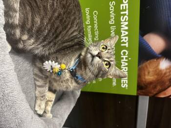 Daisy - Kuykendahl Petsmart -  Domestic Short Hair Cat for Adoption in Spring, Texas - Daisy - Kuykendahl Petsmart | PetCurious