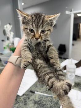 Domestic Short Hair Cats Available for Adoption in Bryan, Ohio - Altima | PetCurious