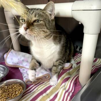 Mystery Loaf -  Domestic Short Hair Cat for Adoption in Austin, Texas - Mystery Loaf | PetCurious