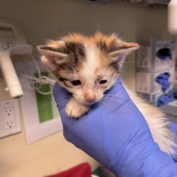 Domestic Short Hair Cats Available for Adoption in Pasadena, California - Gray Collar | PetCurious
