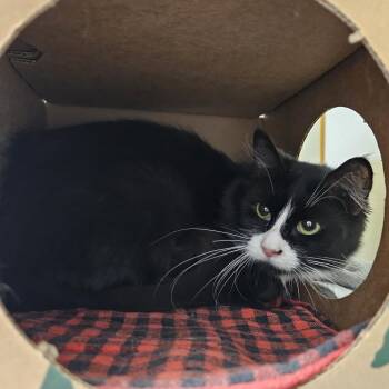 Domestic Short Hair Cats Available for Adoption in Fairport, New York - Pink | PetCurious