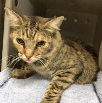 Rescue Domestic Short Hair Cats for Adoption in Riverside, California - SABRINA | PetCurious