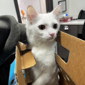 Domestic Medium Hair Cats Available for Adoption in Tampa, Florida - Penguin | PetCurious