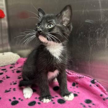 Stormtrooper 4 of 5 -  Tuxedo Cat Available for Adoption in La Grange Park, Illinois - Stormtrooper 4 Of 5 | PetCurious