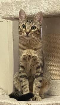 Tabby Cats Available for Adoption in Burnaby, British Columbia - Alice | PetCurious