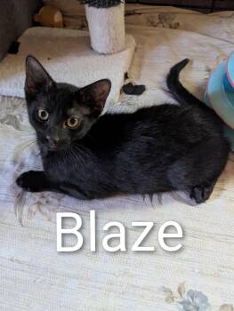 Blaze -  Domestic Short Hair Cat for Adoption in Sonora, California - Blaze | PetCurious
