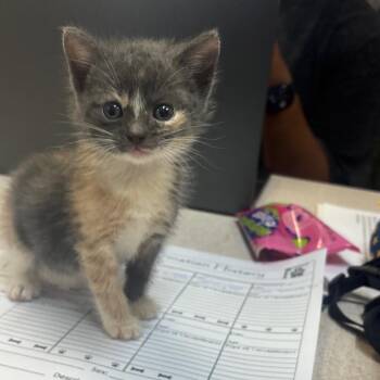 Softball -  Domestic Short Hair Cat for Adoption in Hinesville, Georgia - Softball | PetCurious