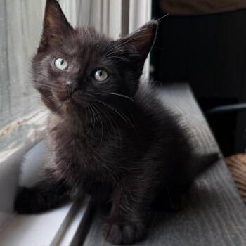 Nutty Bar -  Domestic Short Hair Cat for Adoption in Asheville, North Carolina - Nutty Bar | PetCurious