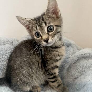 Bodhi -  Tabby Cat for Adoption in Greensboro, North Carolina - Bodhi | PetCurious